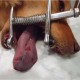 control de plagas perros