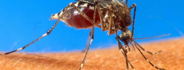 control de plagas mosquitos