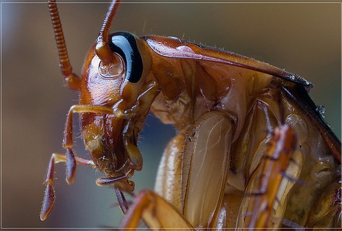 Control de plagas cucaracha