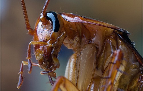 Control de plagas cucaracha